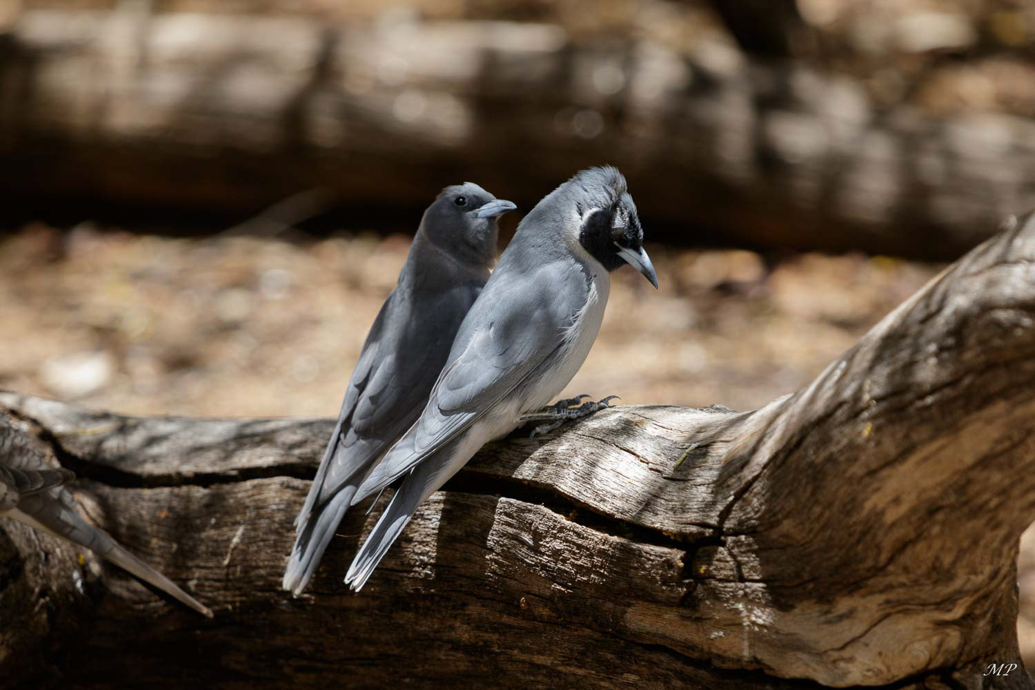 Langrayen masqué ou Masked-woodswallow.  On le trouve aussi en Tasmanie et Nouvelle-Zélande