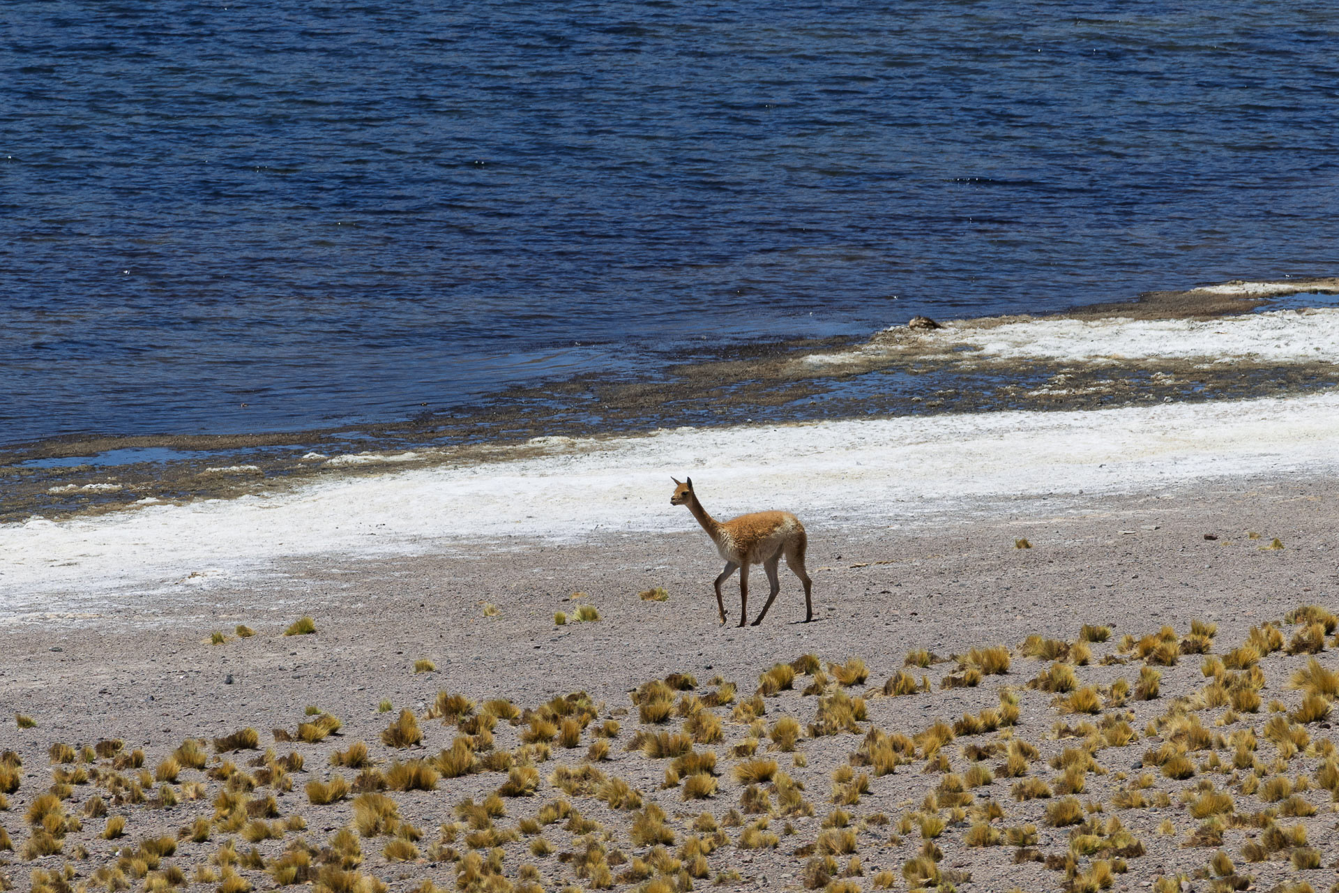 Atacama - Vigogne au bord de la lagune