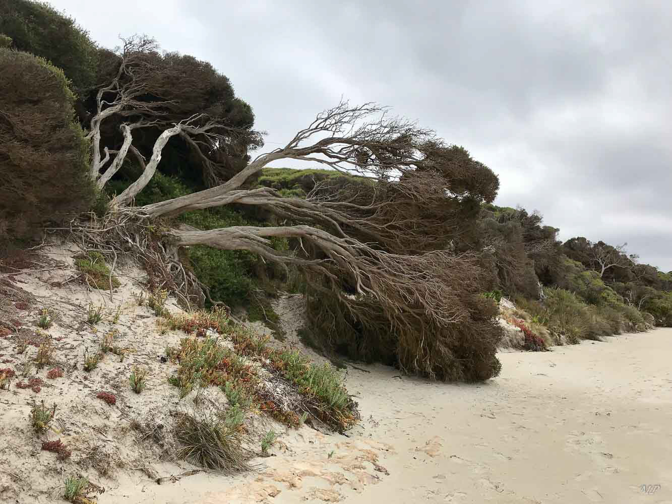Kangaroo Island - Hanson Bay