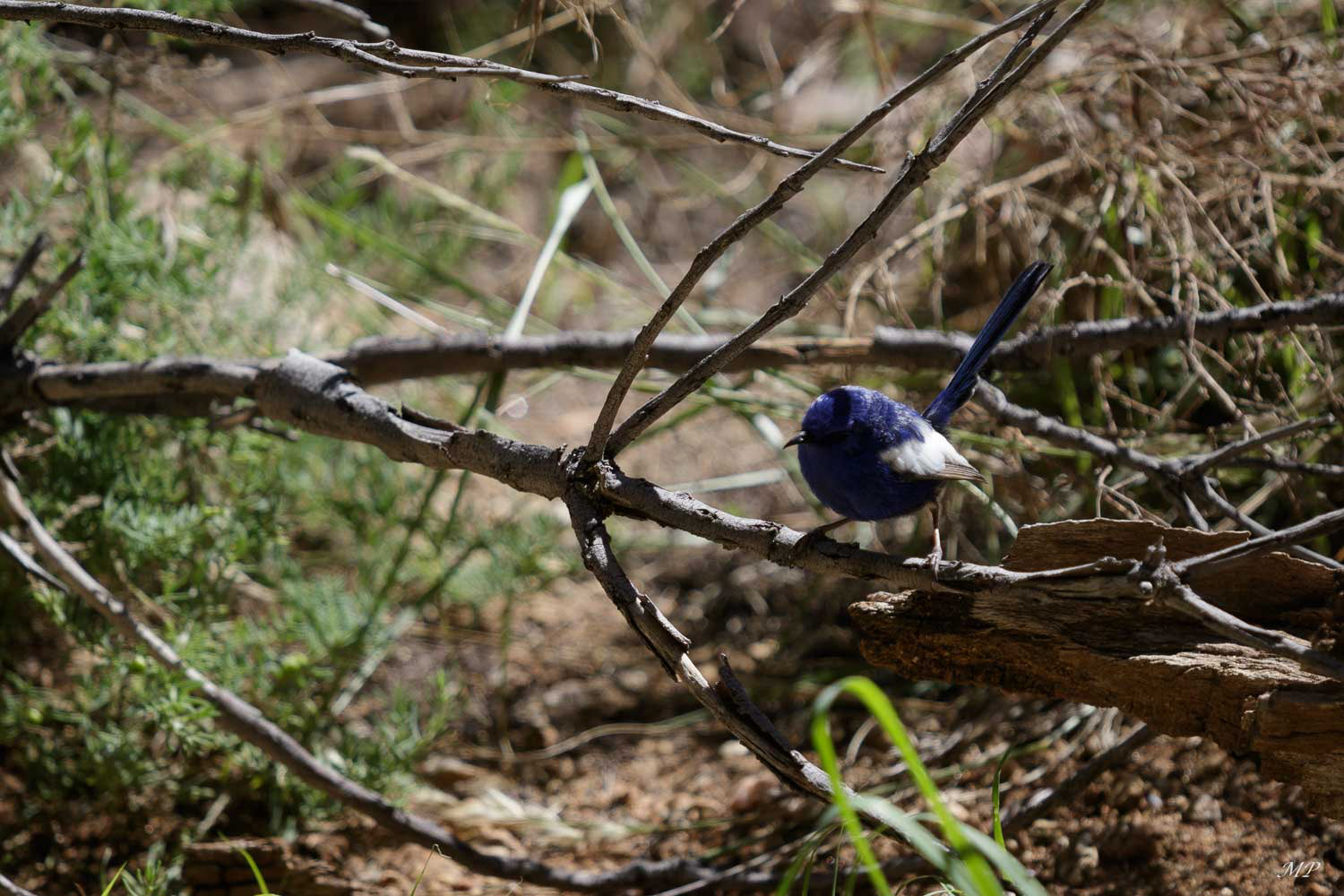 Mérion Leucoptère mâle