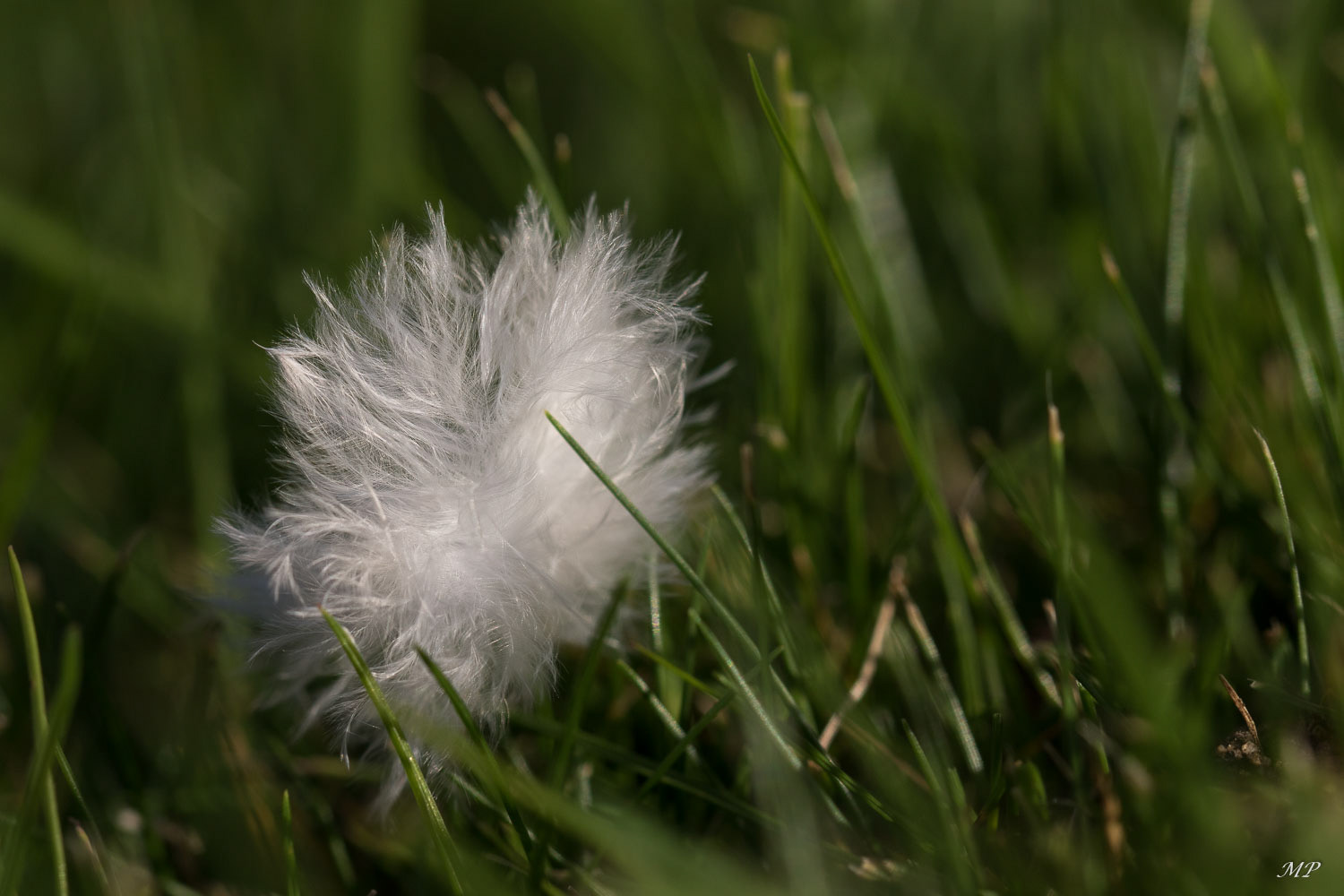 Abandonnée dans le jardin