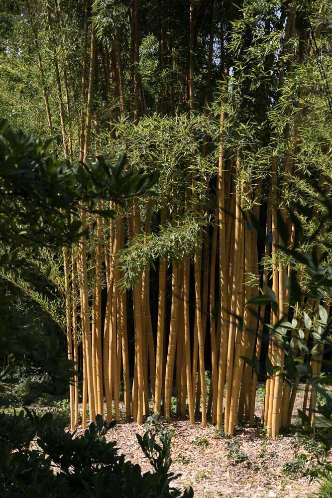 Le Gard - La bambouseraie d'Anduze