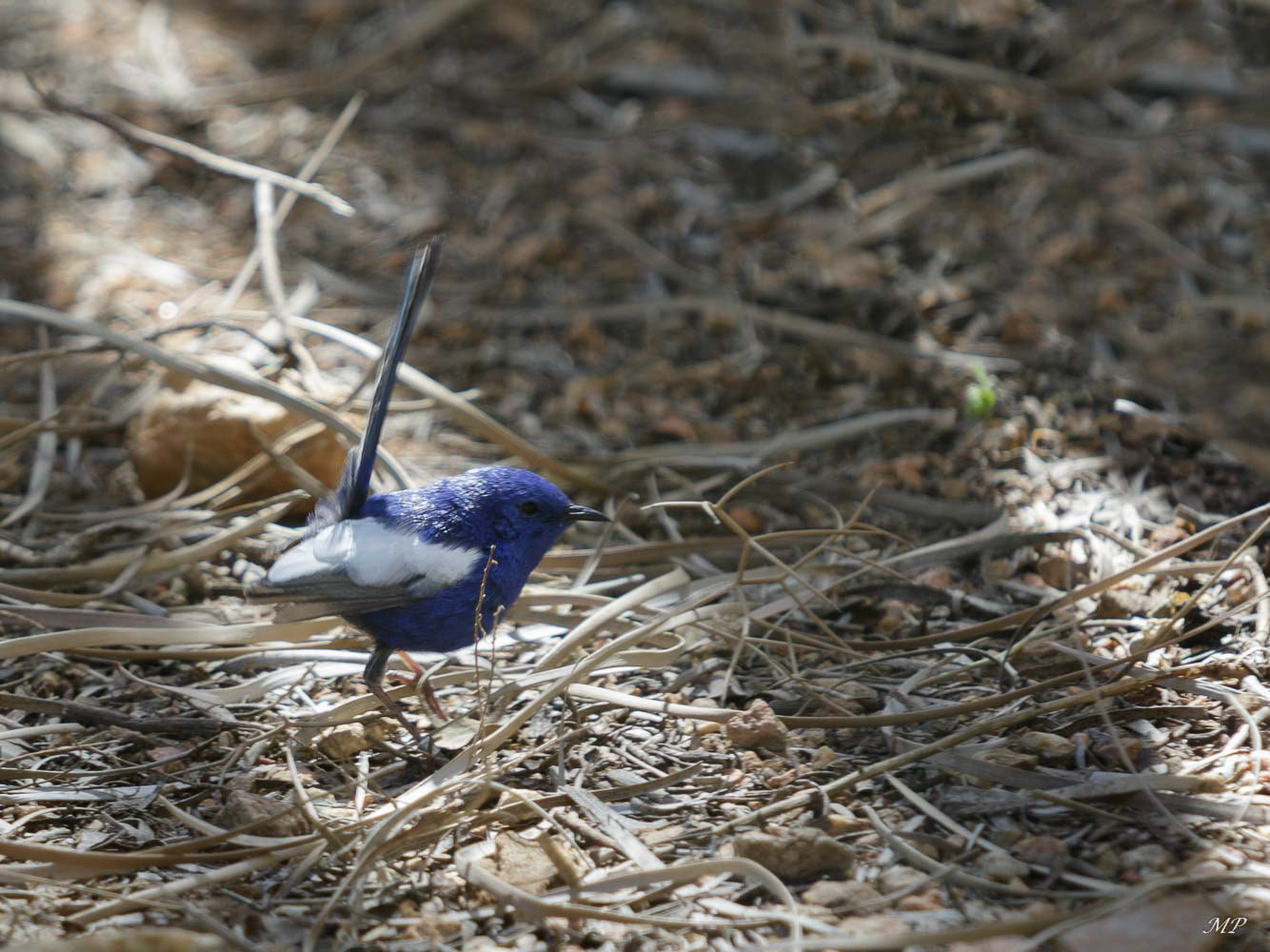 Mérion Leucoptère mâle