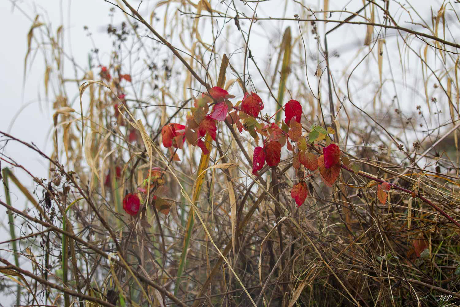 Un peu de couleurs en hiver
