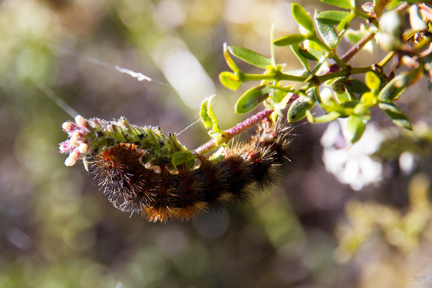 L'Ouest argentin : Dans le parc national de Los Cardones