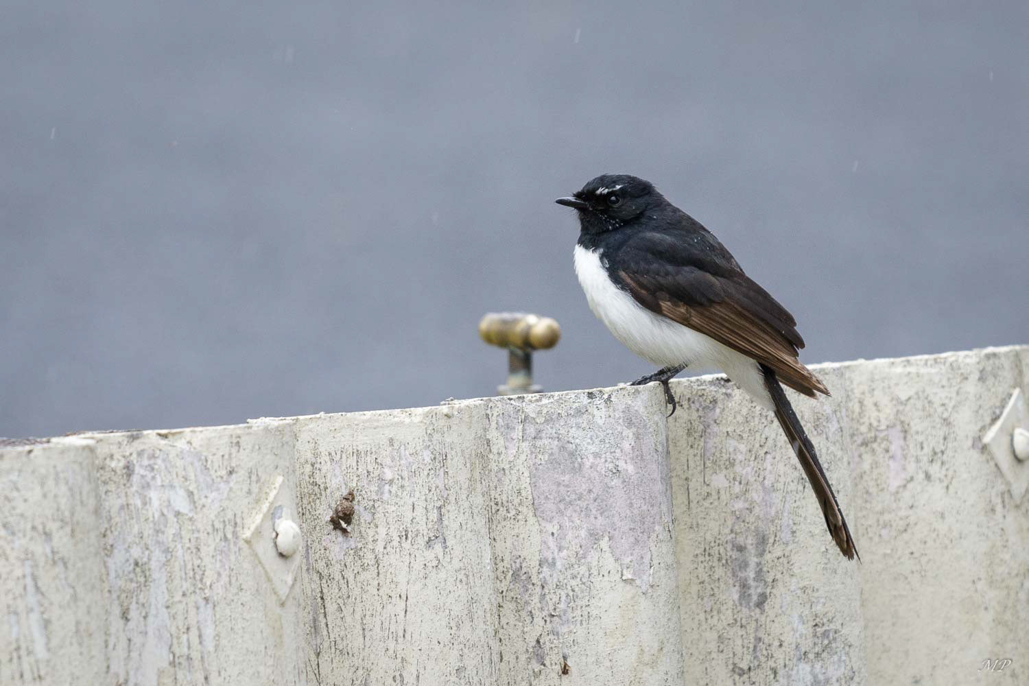 Willie Bergeronnette ou Willy-Wag-Tail.  C'est un passereau que l'on trouve en Australie,  Nouvelle-Guinée et aux îles Salomon.Son nom  provient de son habitude à remuer la queue à l'horizontale lors de sa recherche alimentaire sur le sol. Agressive et territoriale, elle harcèle souvent des oiseaux plus gros qu'elle. On la voit dans les parcs et jardins.