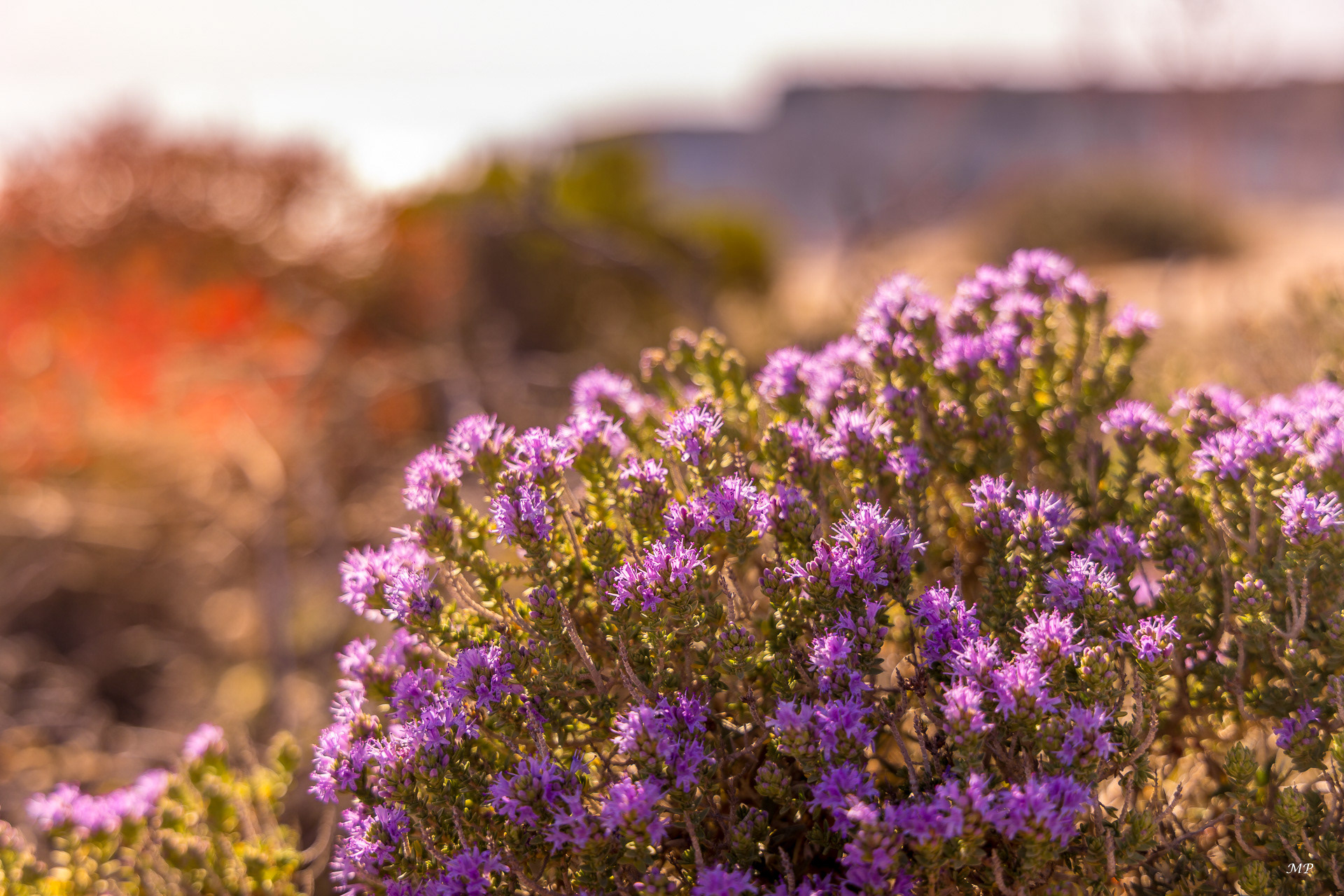 Les falaises de Ta'Cenc 