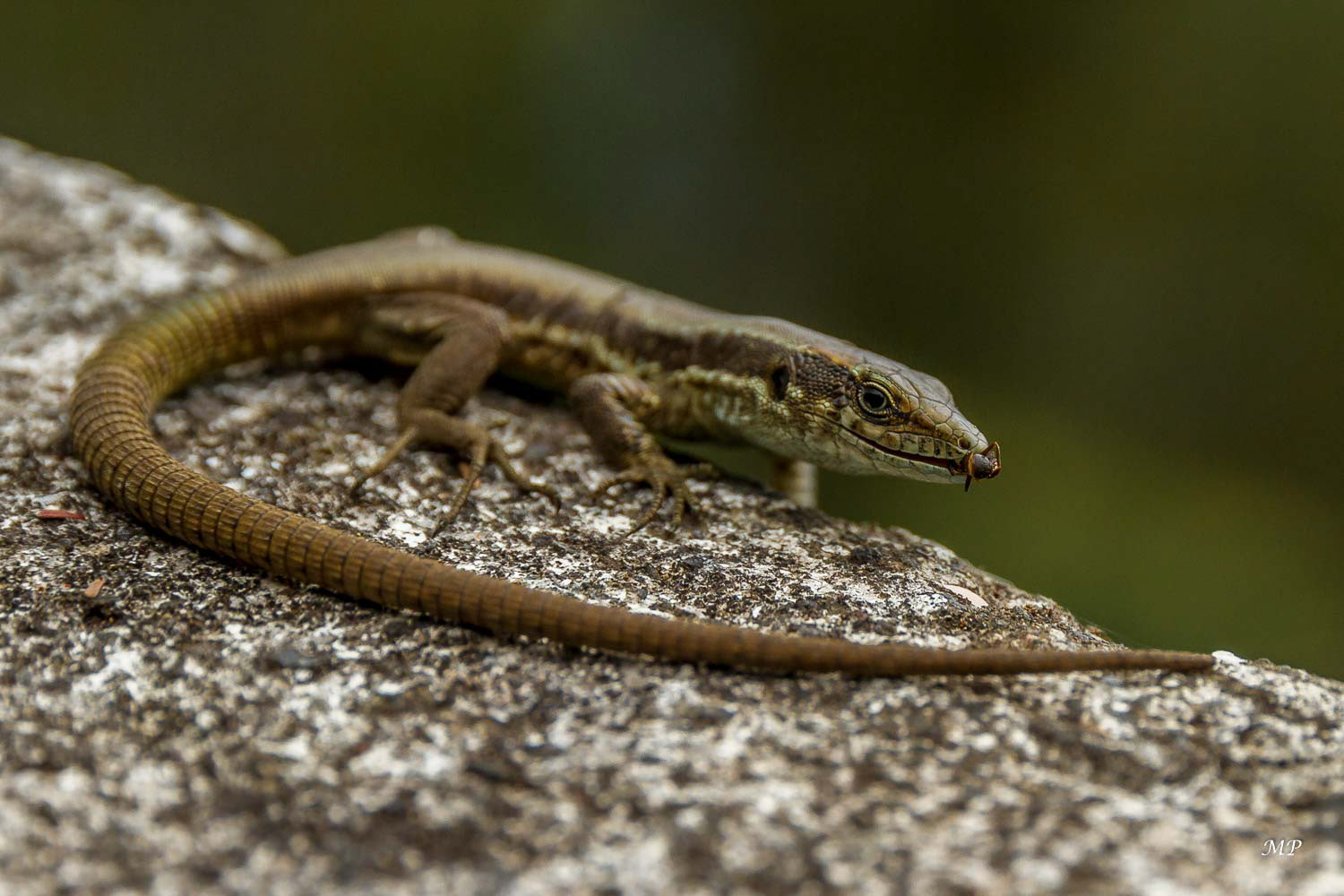 Lézard