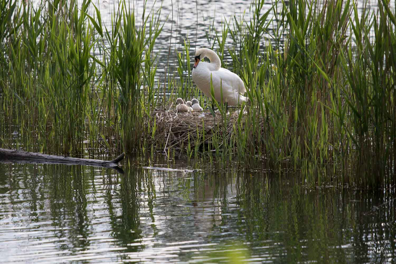Naissance dans la roselière