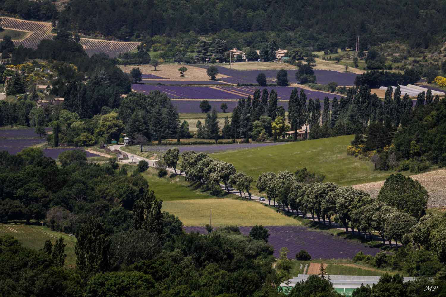 Plateau de Sault (Vaucluse)