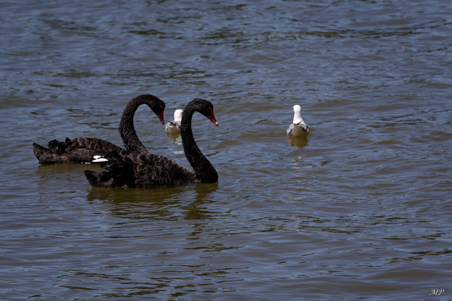Cygne noir - Il y a plus de cygnes noirs en Australie que de blancs