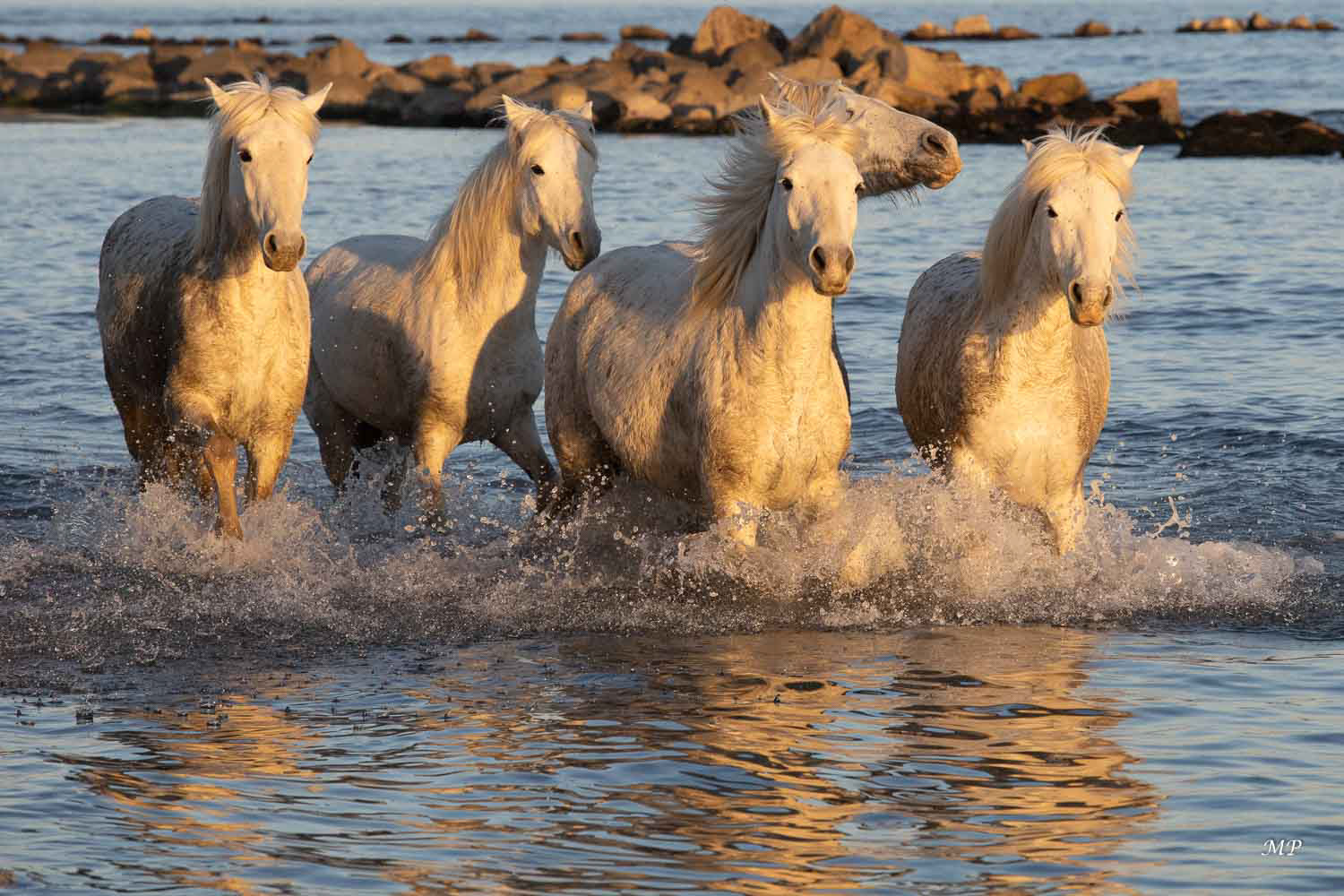 Camargue