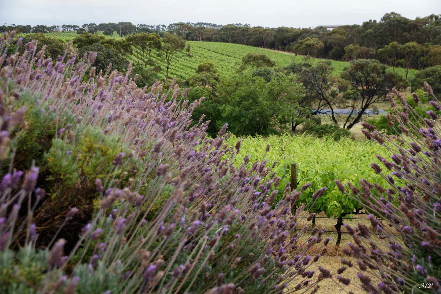 Cape Jaffa n'est pas l'endroit le plus célèbre au monde mais c'est ici que Anna et Derek Hooper adorent faire du vin.  Là où l'océan Austral, souvent difficile et imprévisible, rencontre la côte calcaire d'Australie du Sud.