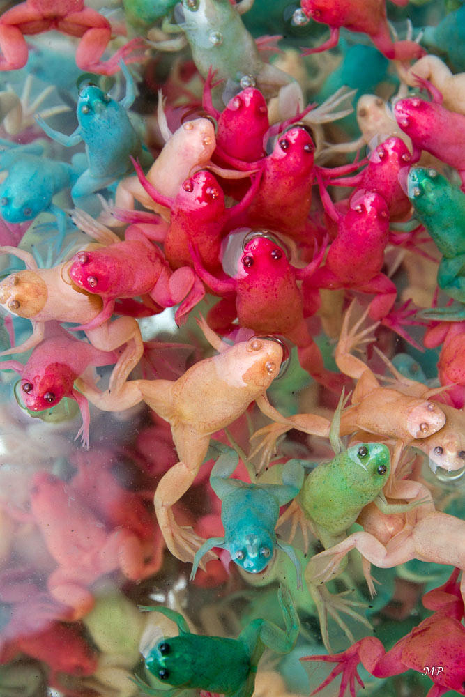 Yunnan - Jianshui : Des grenouilles multicolores vues sur le marché