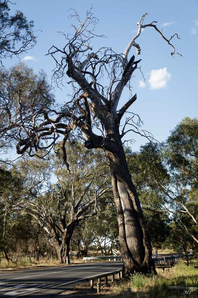 Aboriginal canoe tree - Le long du fleuve Murray, les aborigènes fabriquaient leurs canoes formés d'une seule pièce d'écorce. A l'endroit découpé l'écorce ne repousse pas. Cette technique nécessitait beaucoup de patience et d'habilité.
