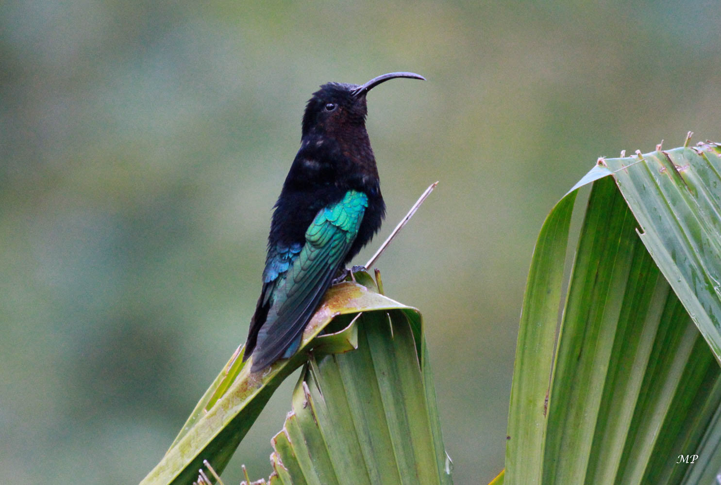 Colibri
