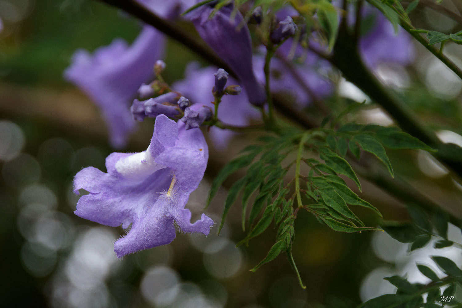 Dans toute l'Australie du Sud et à Kangourou Island, les Jacarandas  fleurissent les jardins et les routes au mois de novembre