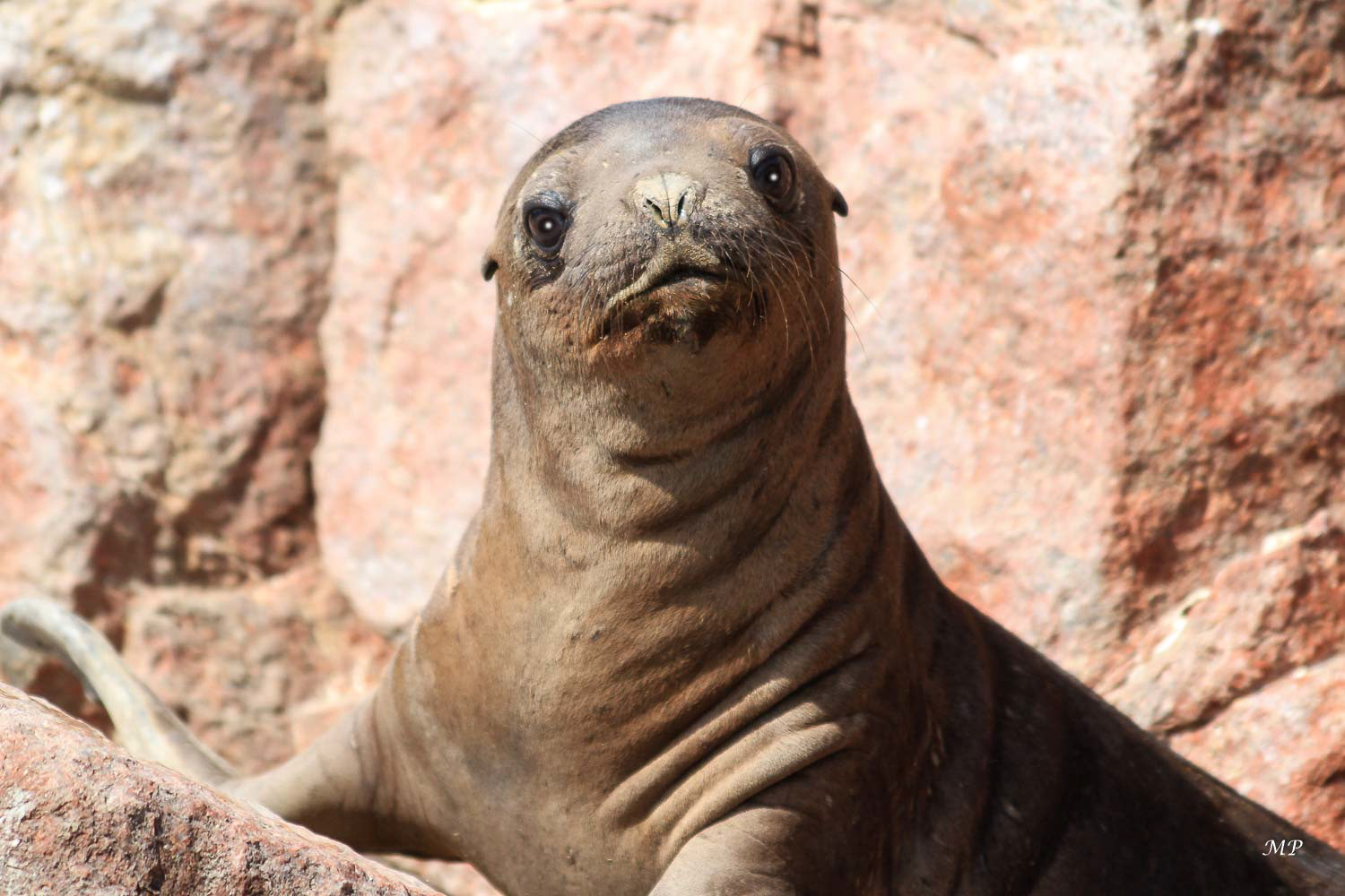 Une otarie des îles Ballestas