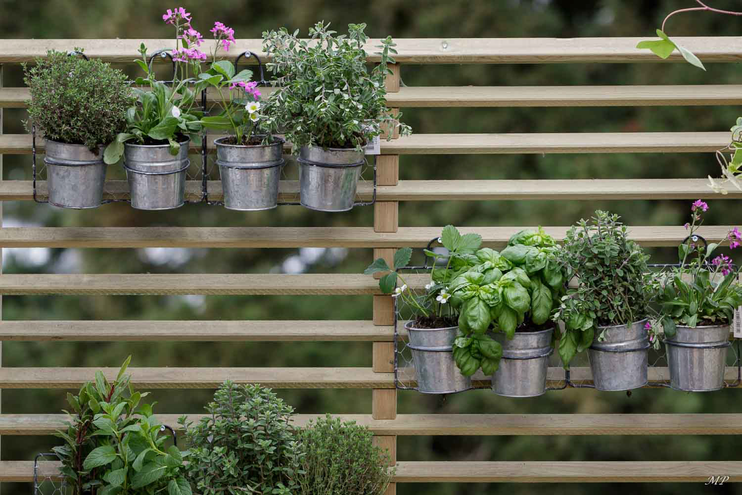 Quelques plantes aromatiques