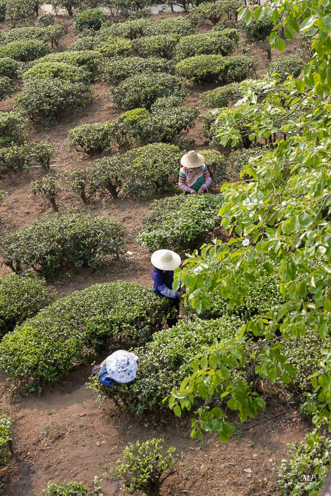 Yunnan - Le thé occupe une place importante dans la culture Hani. A Kunming une université lui est dédiée.