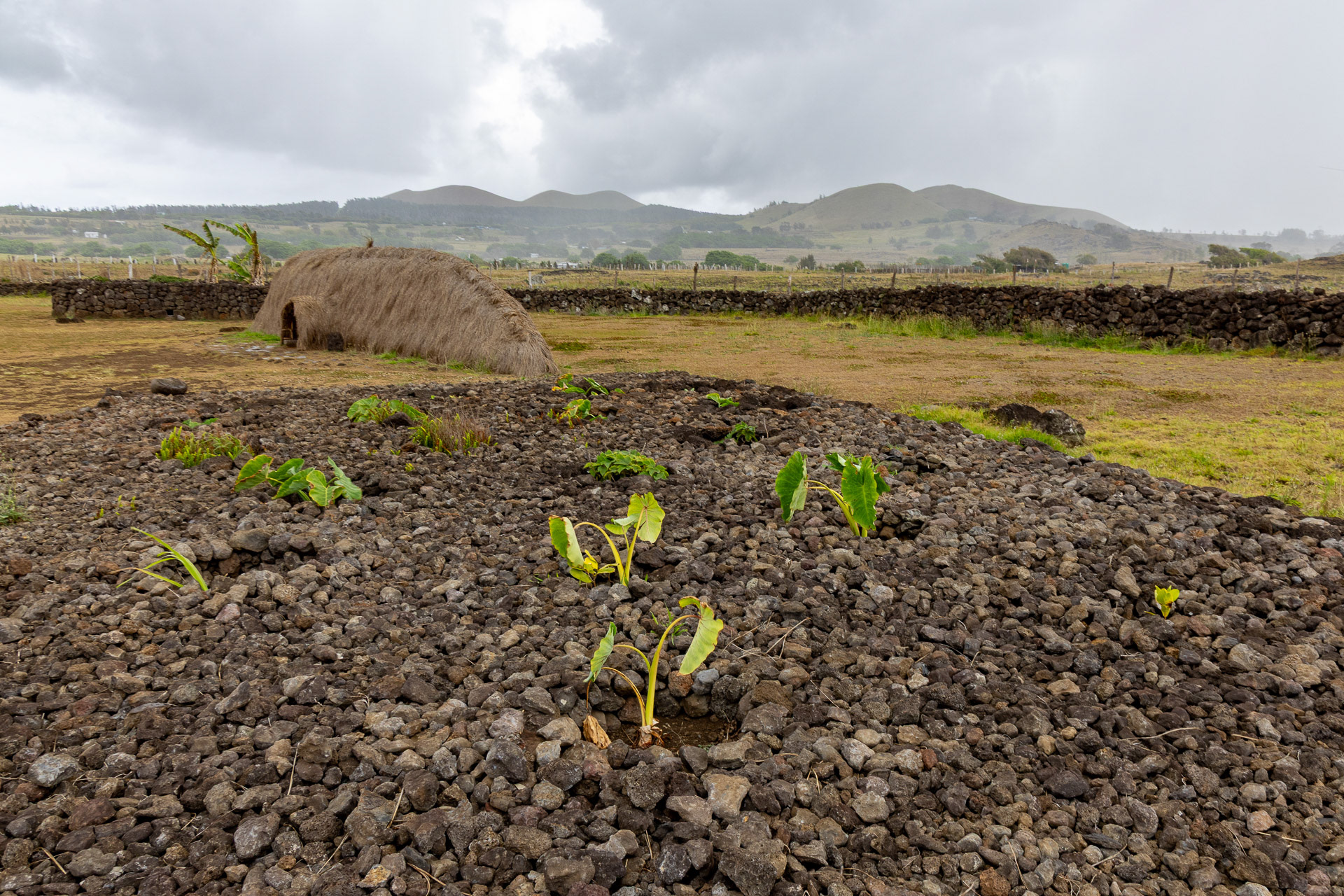 Hanga Te’e Vai Hu- reconstitution d'une habitation et son potager
