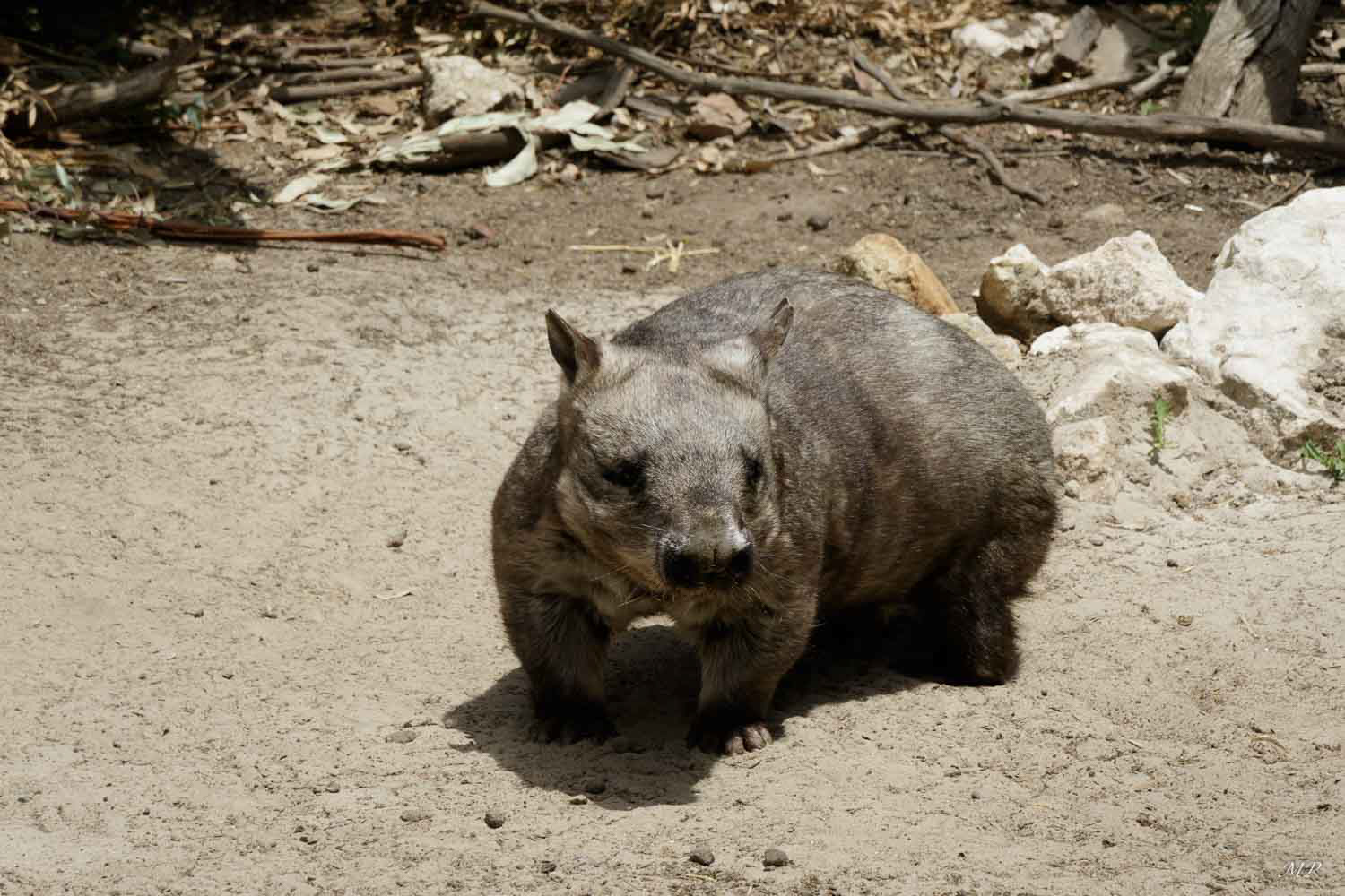 Hairy-noised wombat