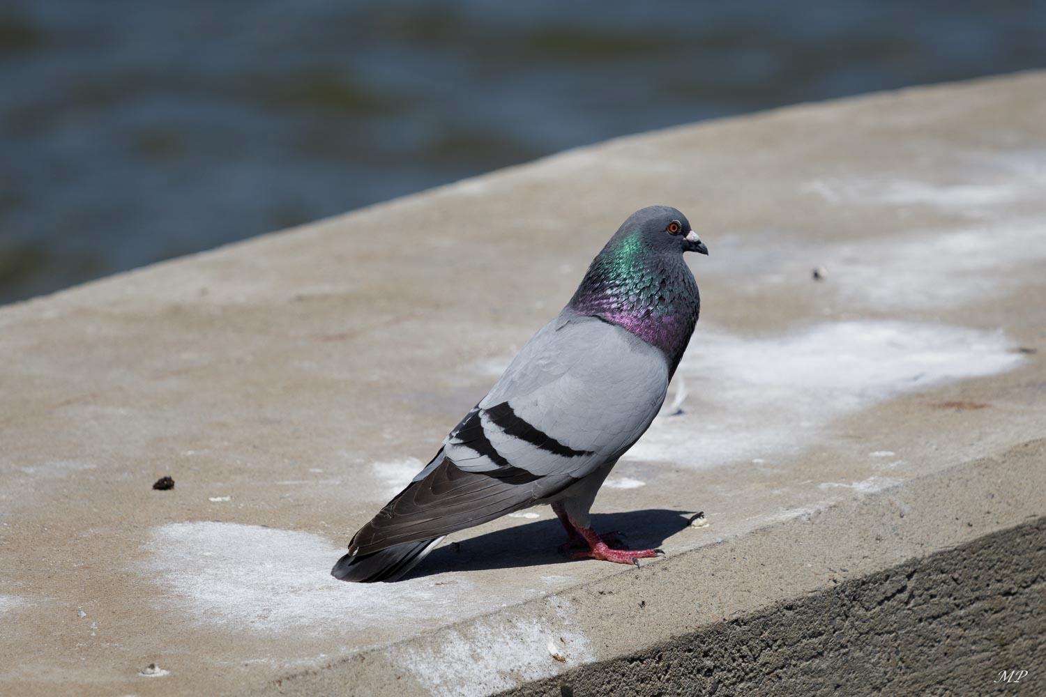 Pigeon biset