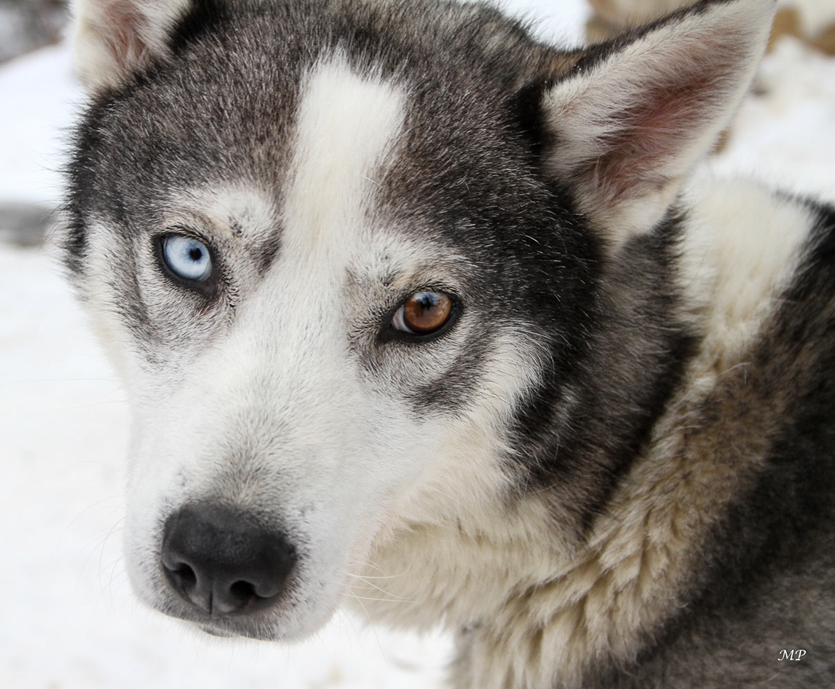 Husky aux yeux vairons