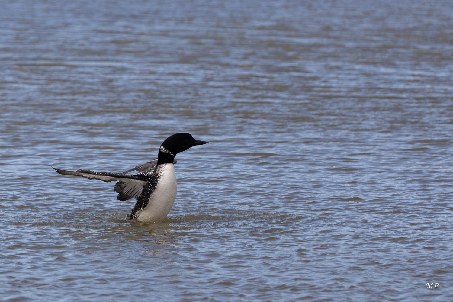 Lac Mývatn : Plongeon Imbrin
