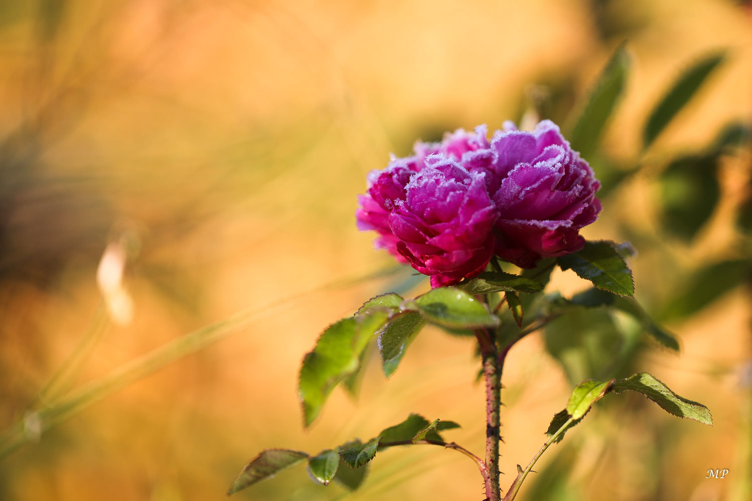 Rose