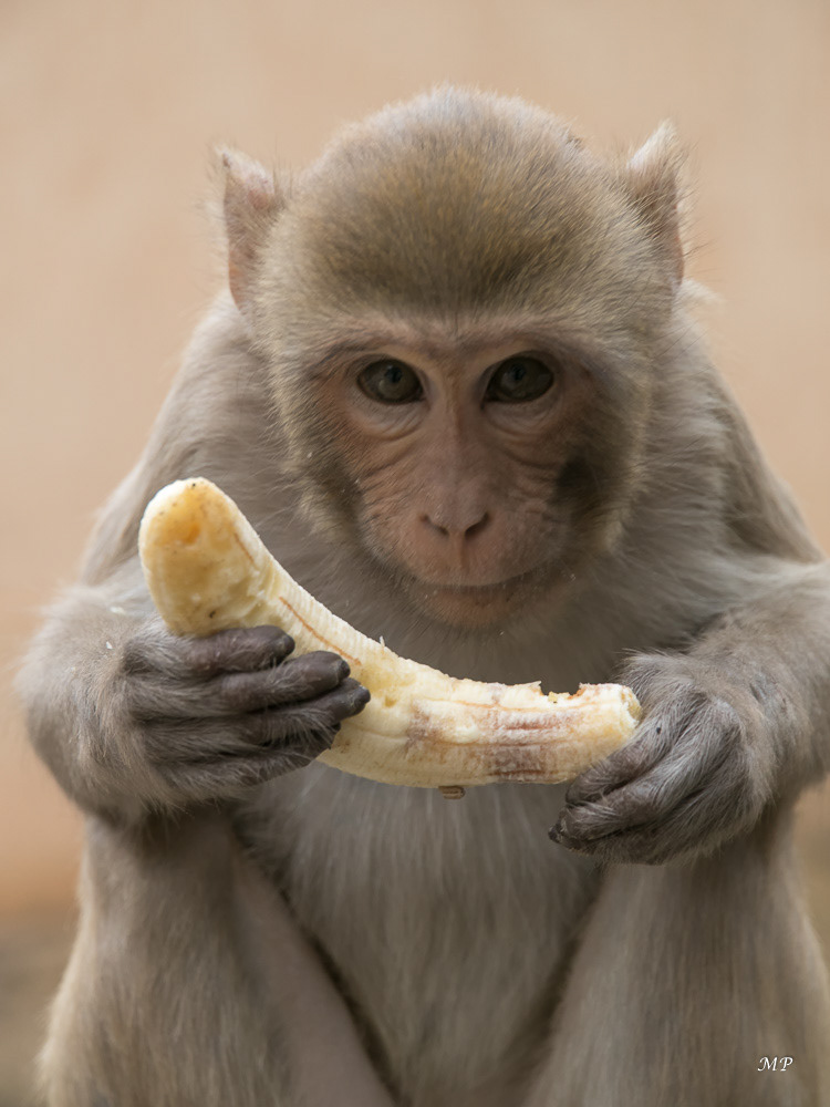 Le Temple des singes de Galtaji