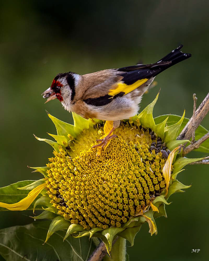 Chardonneret élégant