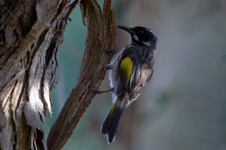 Méliphage de Nouvelle-Hollande