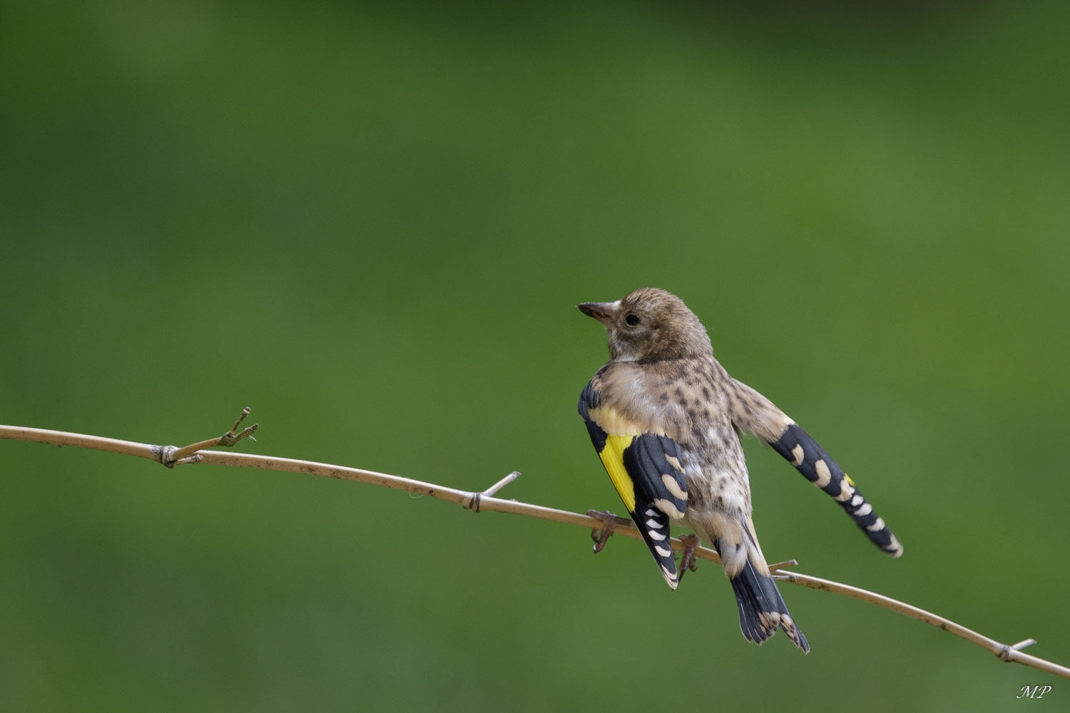 Chardonneret élégant