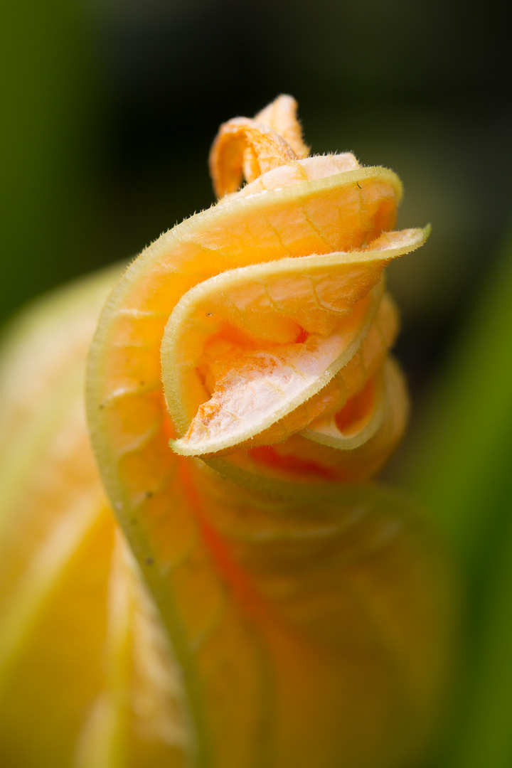 Fleur de courgette