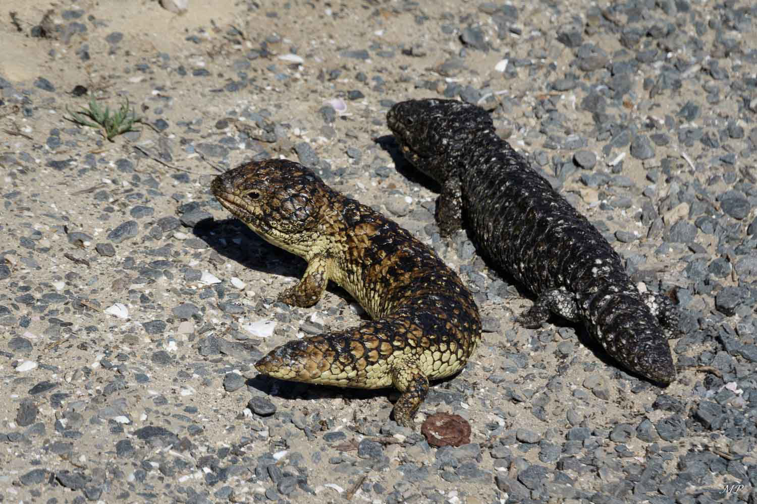 Tiliqua rugosa est une espèce de scinque à langue bleue , à queue courte, endémique d'Australie. Il est omnivore et mange des escargots et des plantes.  Il est souvent vu prendre le soleil sur les bords de routes ou zones pavées.