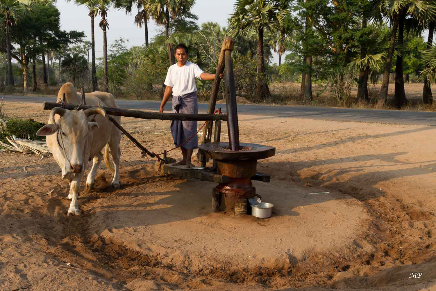 Palmier à toddy : Extraction du jus