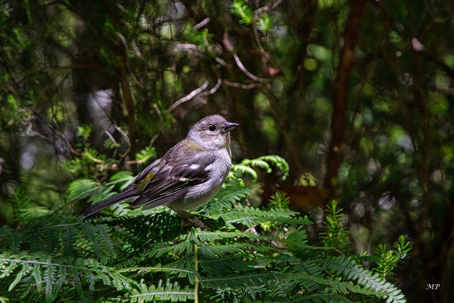 Chaffinch (pinson des arbres)