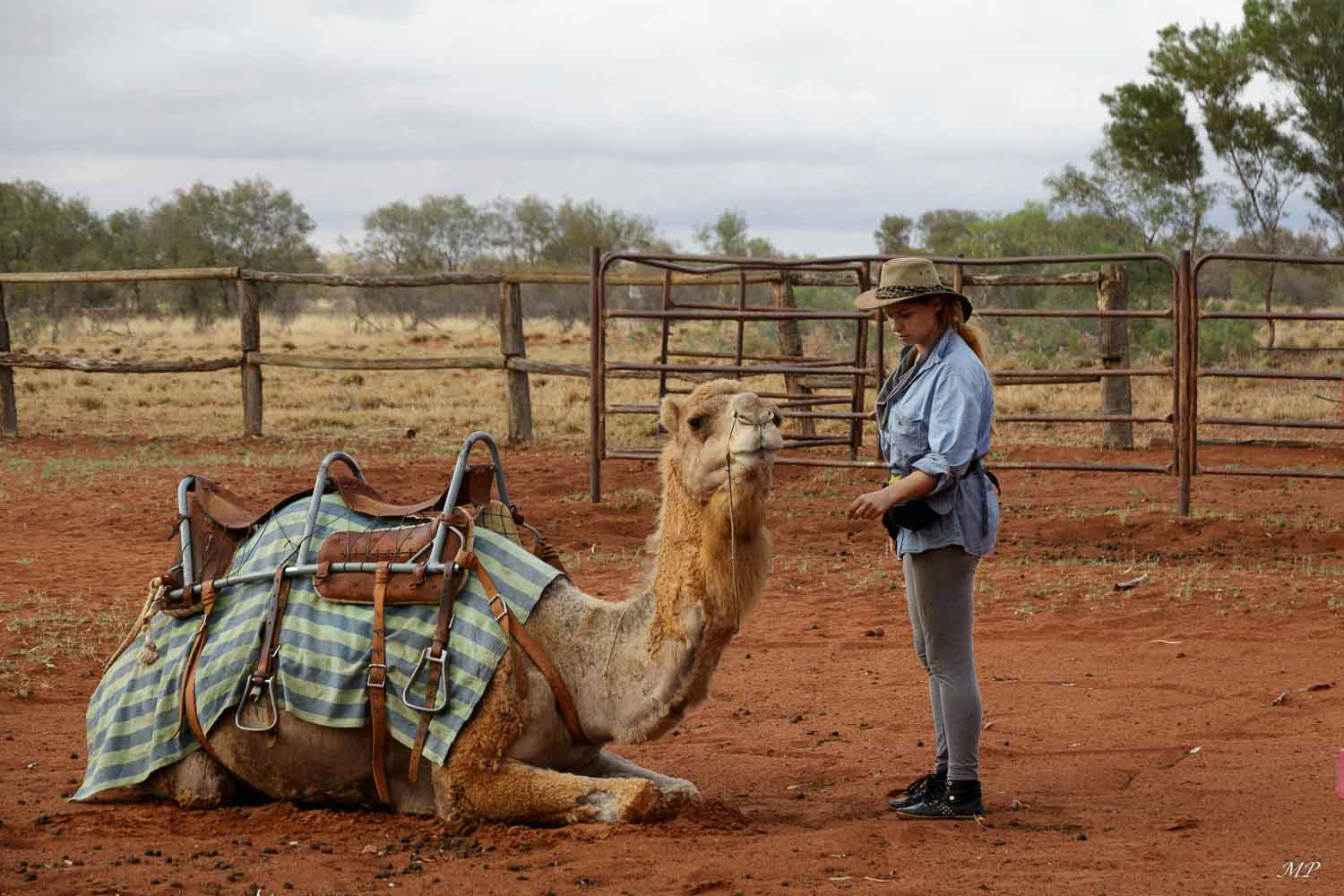 Les premiers dromadaires ont été amenés par les Britanniques dans les années 1840 pour l'exploration de l’intérieur du pays. Dans les années 1920, ils ont été remplacés par des camions et relâchés dans la nature. Aujourd’hui l'Australie est le seul pays  ayant un million de dromadaires réellement à l’état sauvage.