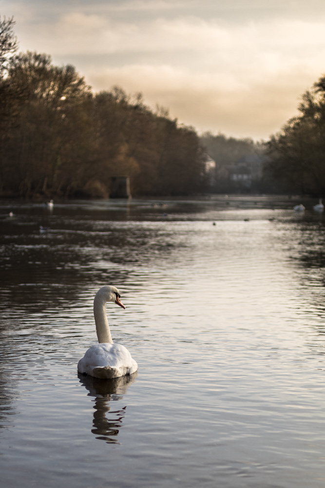 Hôte majestueux des lieux