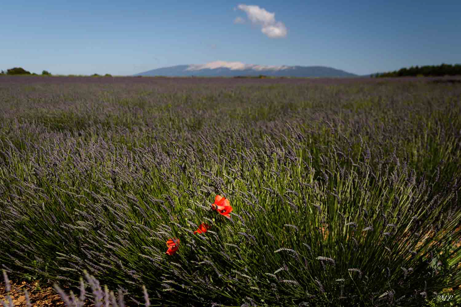 Le Mont Vantoux vu du plateau de Sault (Vaucluse)