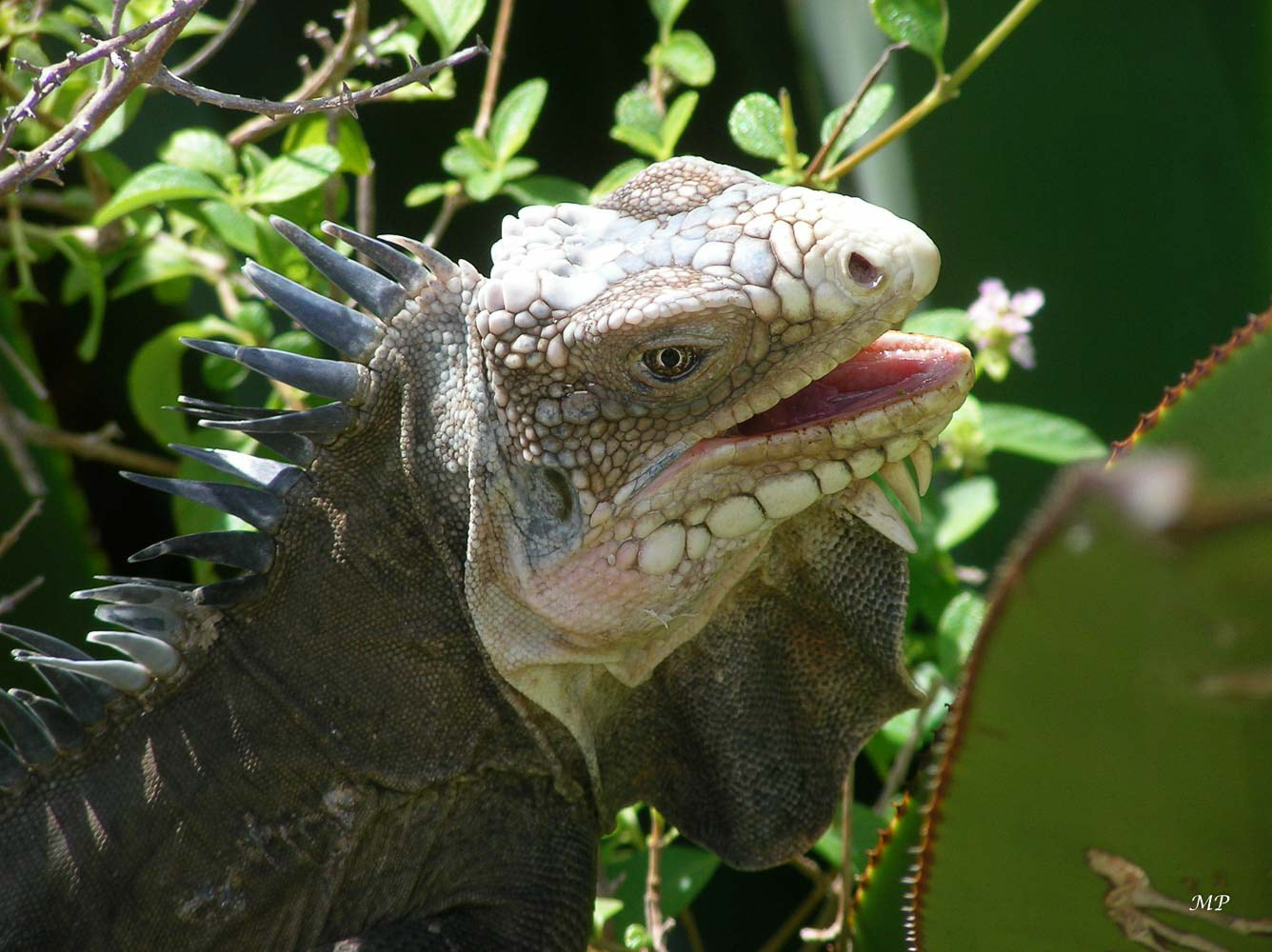 Iguane (Petite-Terre)