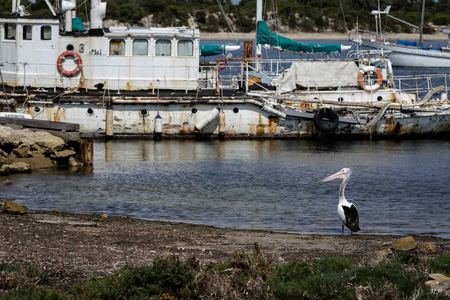 Kanaroo Island - American River : En 1803, le navigateur français Nicholas Baudin a exploré l'île. Il y a baptisé de nombreuses plages et de baies. Alors qu'il rentrait en Europe, il a  rencontré Isaac Pendleton, un chasseur de phoques américain, à qui il a raconté qu'il avait vu d'importantes colonies de phoques sur l'île. Pendleton, s'y est installé rapidement et a renommé l'endroit American River