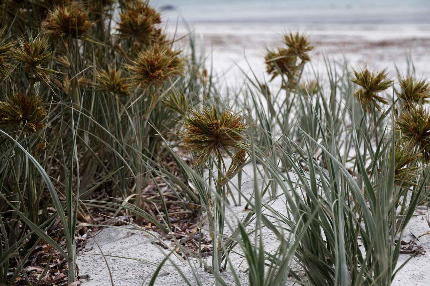 Péninsule Eyre – Port Neill