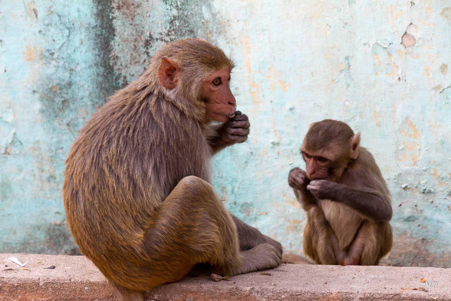 Au pied du Mont Popa, le village, d'où part l'escalier pour l'ascension du Mont, est envahi par des groupes de macaques. IL ne faut rien laisser à leur portée !