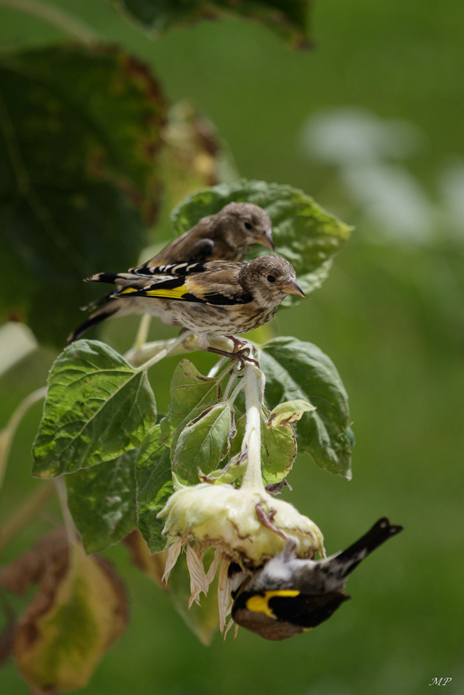 Chardonneret élégant