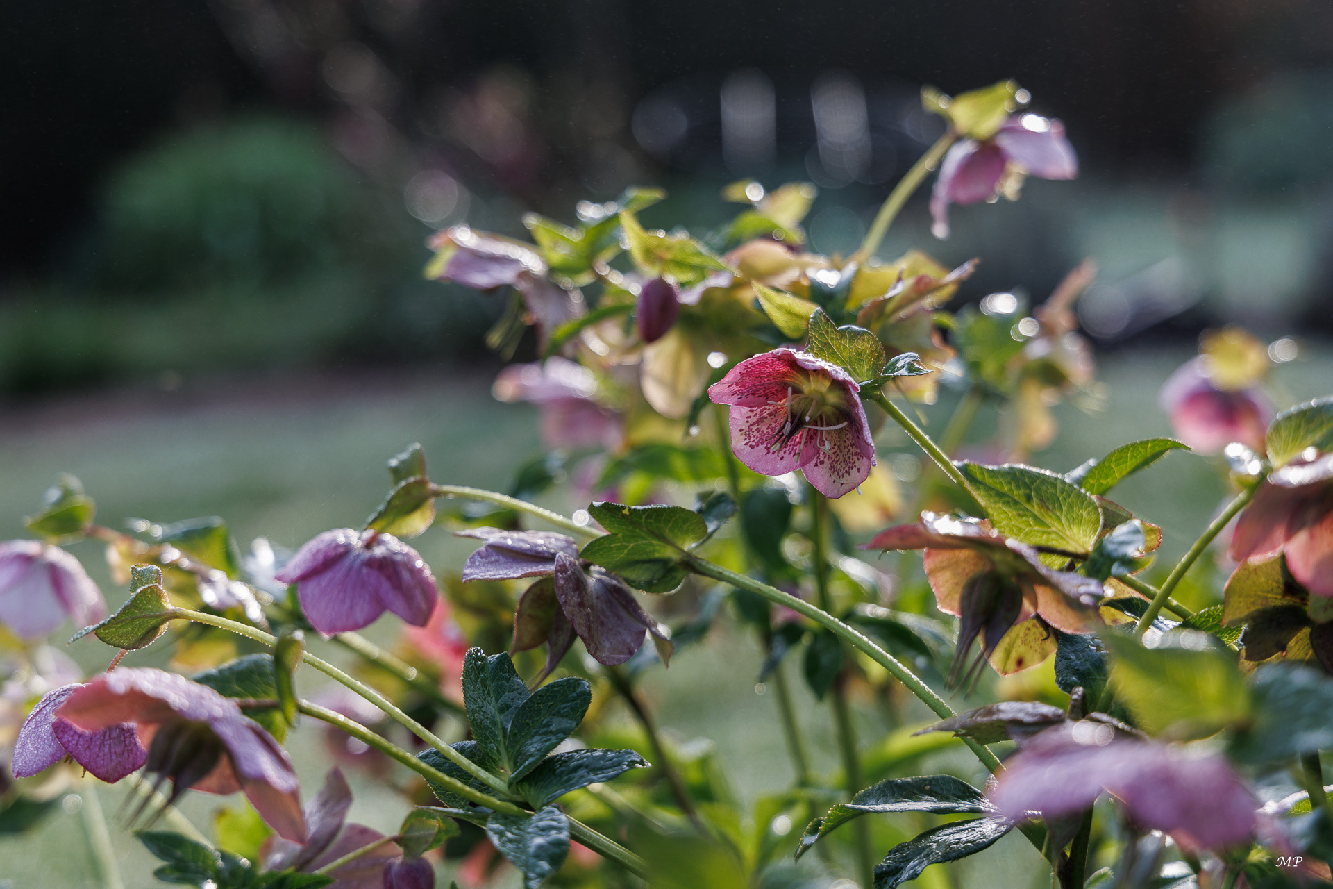 Hellebores