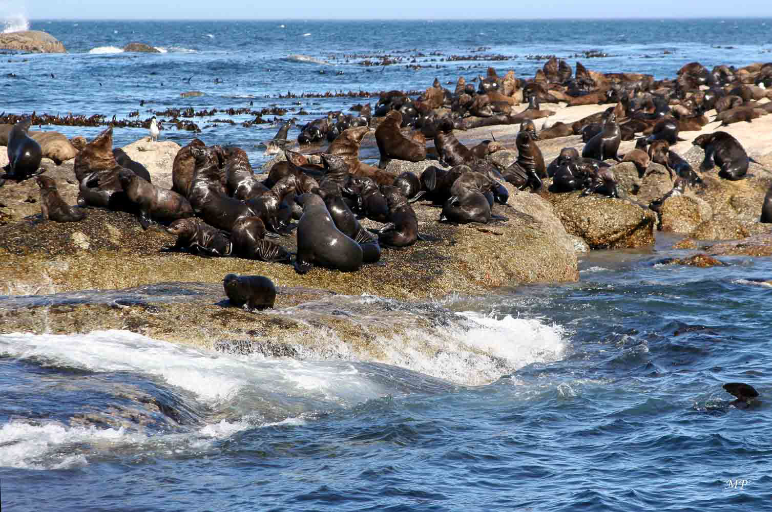 Hout Bay- Dulker Island – Otaries à fourrure