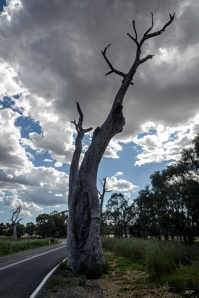 Aboriginal canoe tree