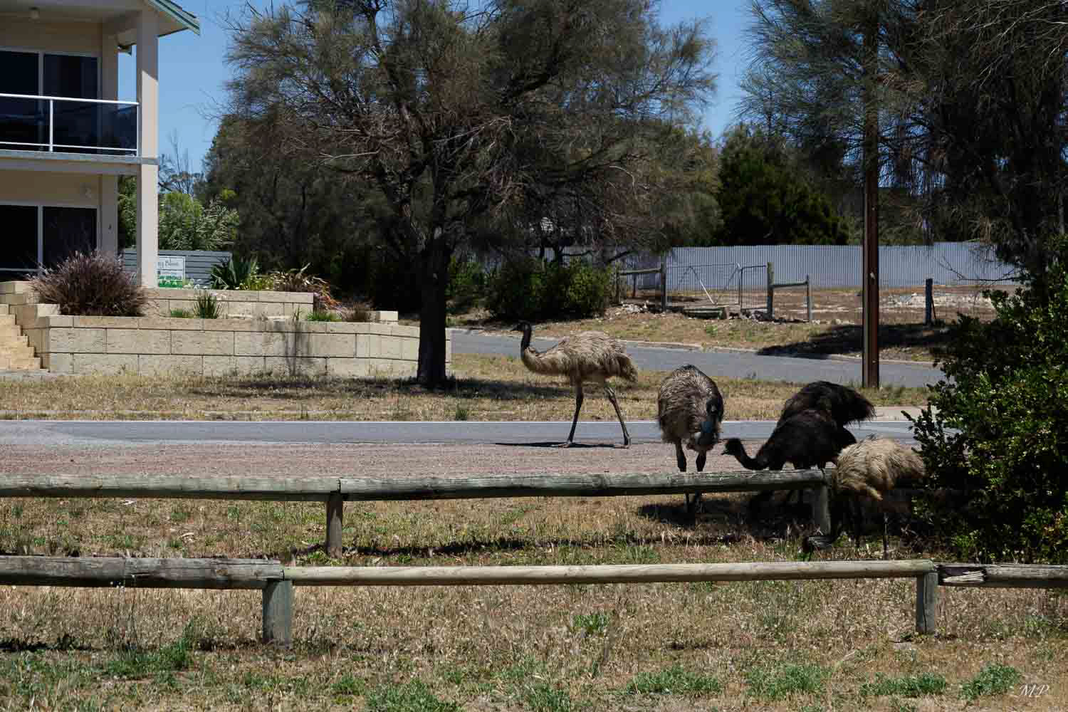 Il n'est pas rare de croiser des émeus en liberté dans les rues des petites villes de la Péninsule d’ Eyre